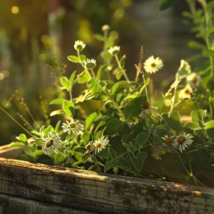 How to Grow Herbs at Home for DIY Herbal Remedies