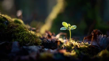 Personal Growth Lessons From Nature’s Own Quiet Patience