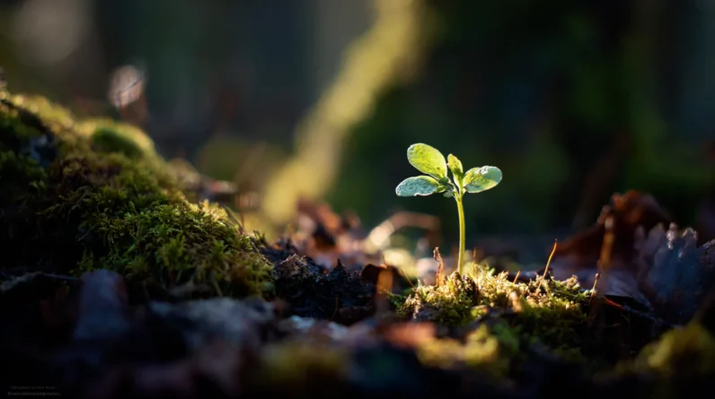 Personal Growth Lessons From Nature’s Own Quiet Patience